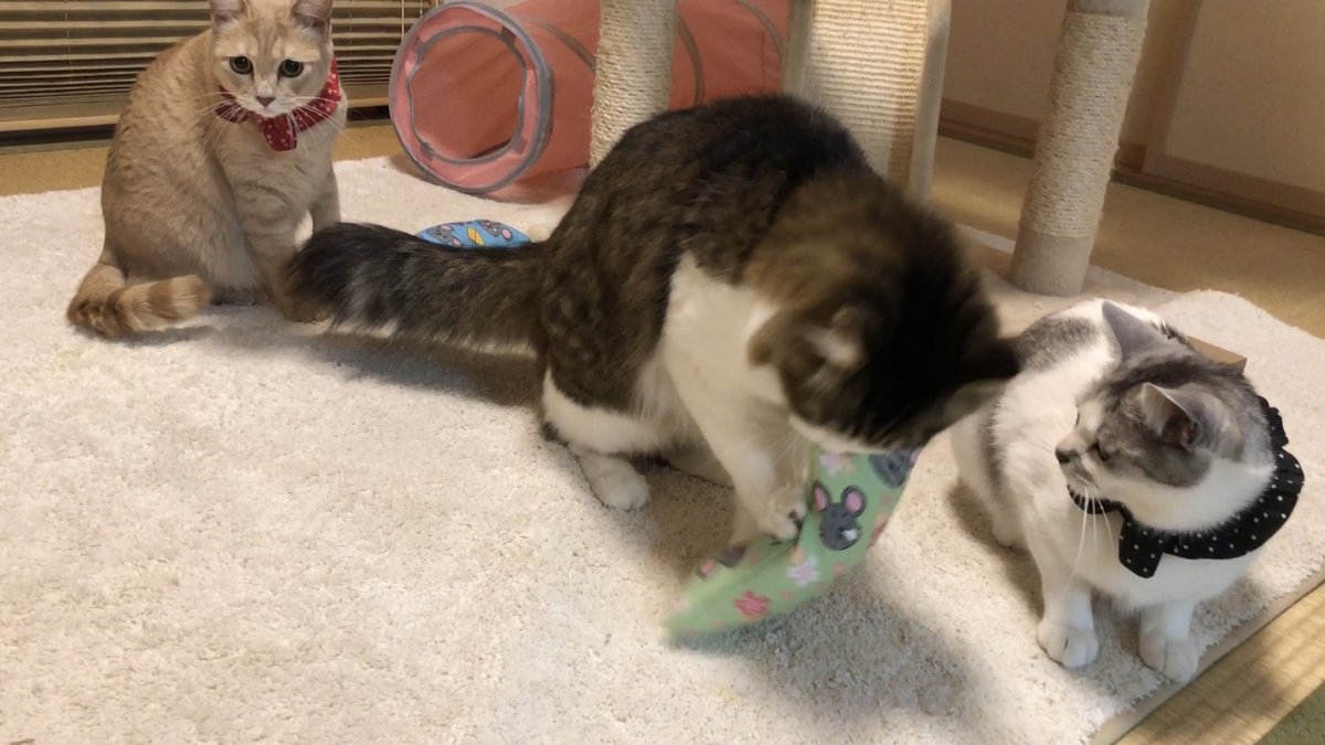 nekochoco905's tweet photo. 春色のケリチュー届きました🌸
ずっと、るかちゃんが遊んで
ケリケリせず、舐めて噛みまってベタベタ(^-^;💦   
美味しかったらしい(ᵒ͈̑ڡᵒ͈̑ )

#ぼんちゃん工房
 #ケリチュー https://t.co/0OgwXMdxEt