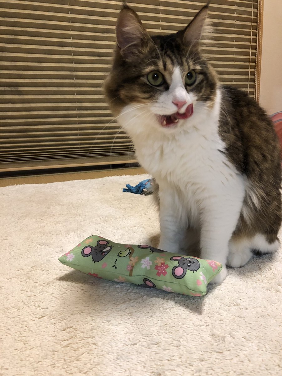 nekochoco905's tweet photo. 春色のケリチュー届きました🌸
ずっと、るかちゃんが遊んで
ケリケリせず、舐めて噛みまってベタベタ(^-^;💦   
美味しかったらしい(ᵒ͈̑ڡᵒ͈̑ )

#ぼんちゃん工房
 #ケリチュー https://t.co/0OgwXMdxEt