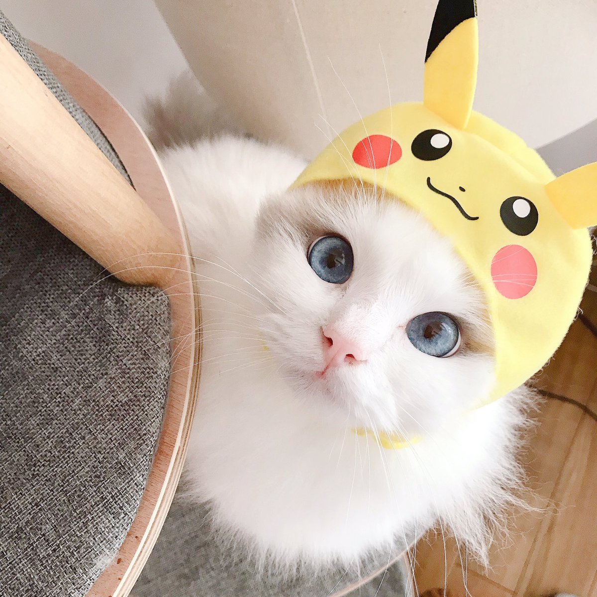 Baron Jina Yupa ピカチュウ ポケモン 可愛すぎる 猫 可愛く撮れたよー かぶりものをすると全然可愛くないのに奇跡の一枚 かわいいかわいいねこのかぶりもの T Co 4rzctyezlj Twitter