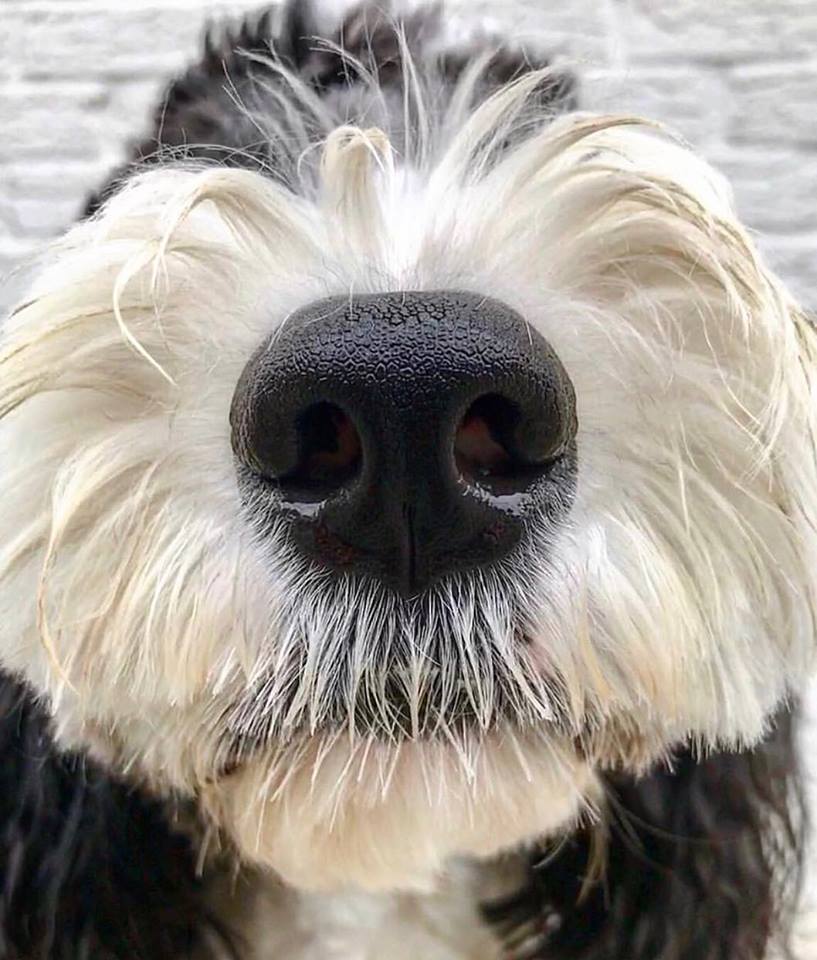 🐶Hoy descubríamos este genial perfil en Instagram <a href="/boopmynose/">Boop My Nose ®</a>, y queríamos compartirlo con vosotros:
Divertido ¿verdad? 🐕🐩🐾
Recuerda reparamos toda clase de equipos fotográficos:
🔴🔴🔴dstfotografia.com
#DSTFotografía #ReparaciónCámarasFotográficas