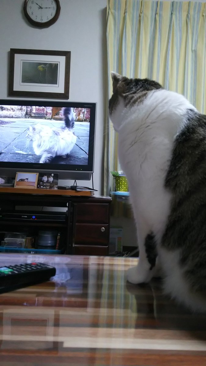 岩合光昭の世界ネコ歩きを見る猫