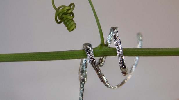 RobotShop's tweet image. Plant-inspired #robot curls and climbs like a vine rb1.shop/2sScleD @nwtls #Plant #SoftRobot