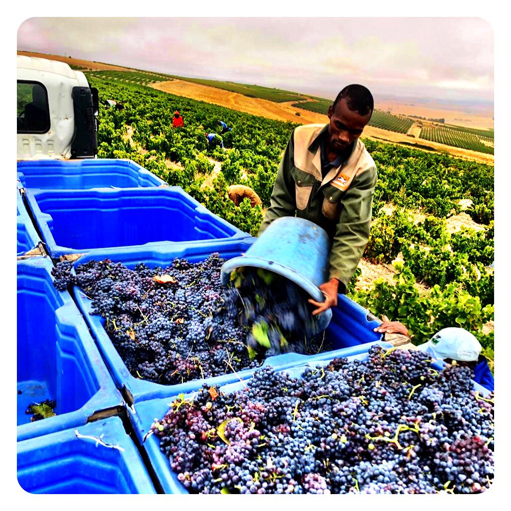 In 2015 <a href="/IanNaude/">CJ</a> released his Naude 14 Grenache from a wonderful 18 yo vineyard up the w coast in the Swartland. After the vineyard contract was lost, no subsequent releases were made of this wine that has beaten Chateau Rayas 3 times in blind tastings. Until now.. 2019 picked!