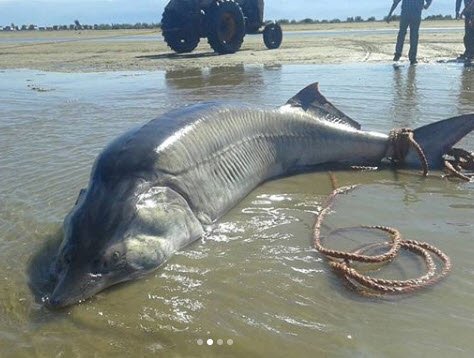 SSgorgin's tweet image. Big sturgeon fish (3 meters) caught in the Caspian Sea