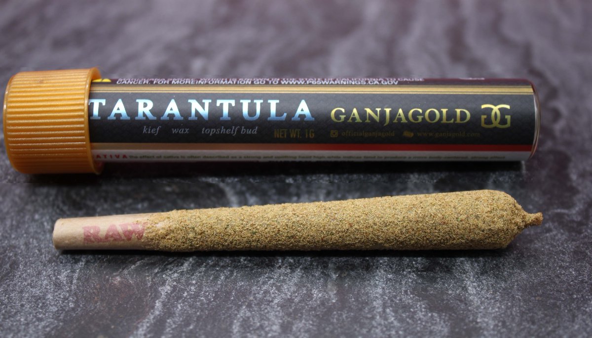 🔥Durban Poison🔥
.
.
#ganjagold #durbanpoison #sativa #tarantula #infusedpreroll #preroll 
.
.
GanjaGold™️ is a manufacturer of cannabis products, License # CDPH- T00001197 legally manufactured in CA. For adults 21+, not for sale