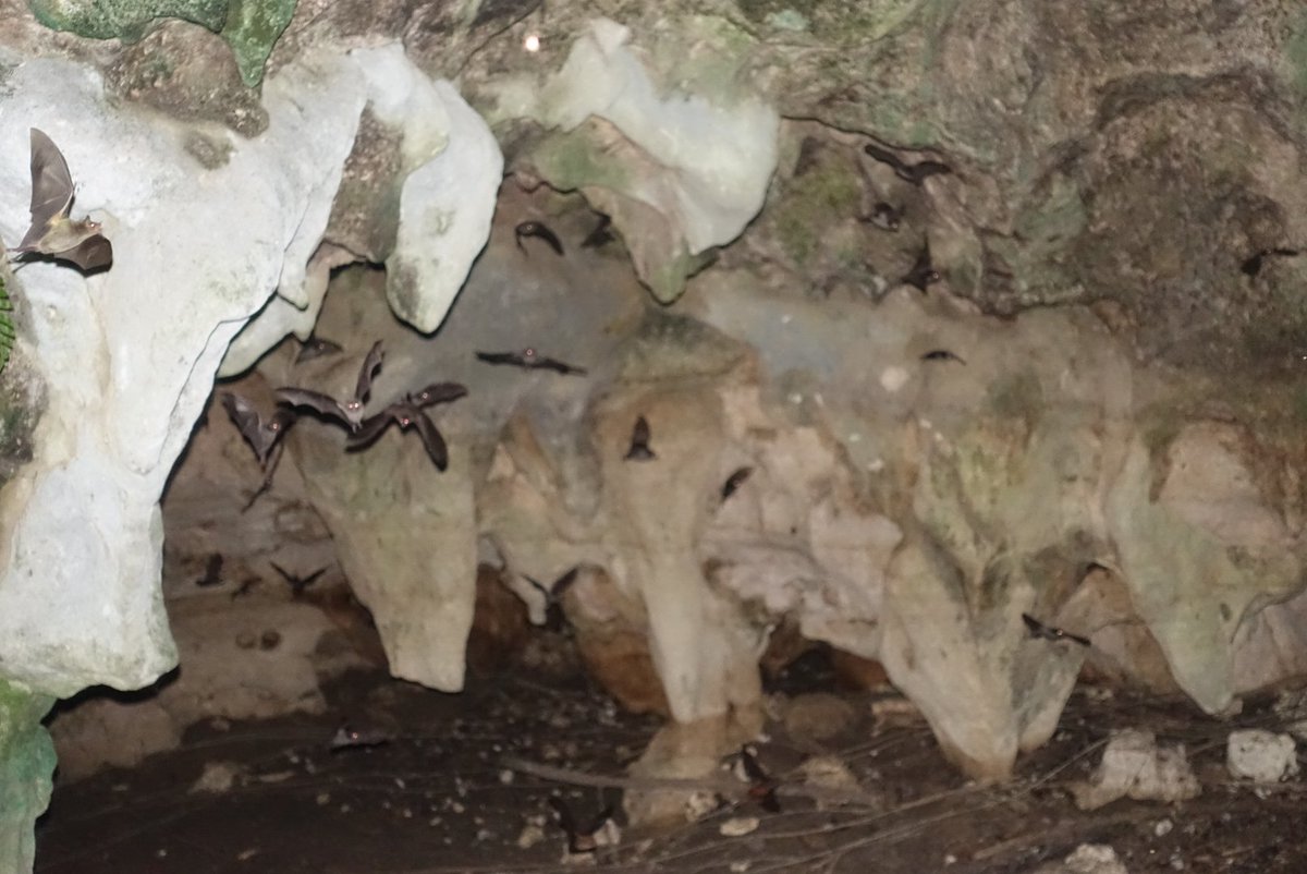 aigverte's tweet image. Our last night brought us to cave with Pteronotus parnellii! These #bats have a constant frequency (hypothetized optimized) #echolocation: they compensate for the Doppler shift when approaching their insect target. We try to understand how it evolved! @Sears_Lab with @LabDavalos