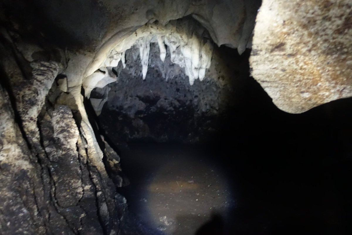 aigverte's tweet image. Our last night brought us to cave with Pteronotus parnellii! These #bats have a constant frequency (hypothetized optimized) #echolocation: they compensate for the Doppler shift when approaching their insect target. We try to understand how it evolved! @Sears_Lab with @LabDavalos