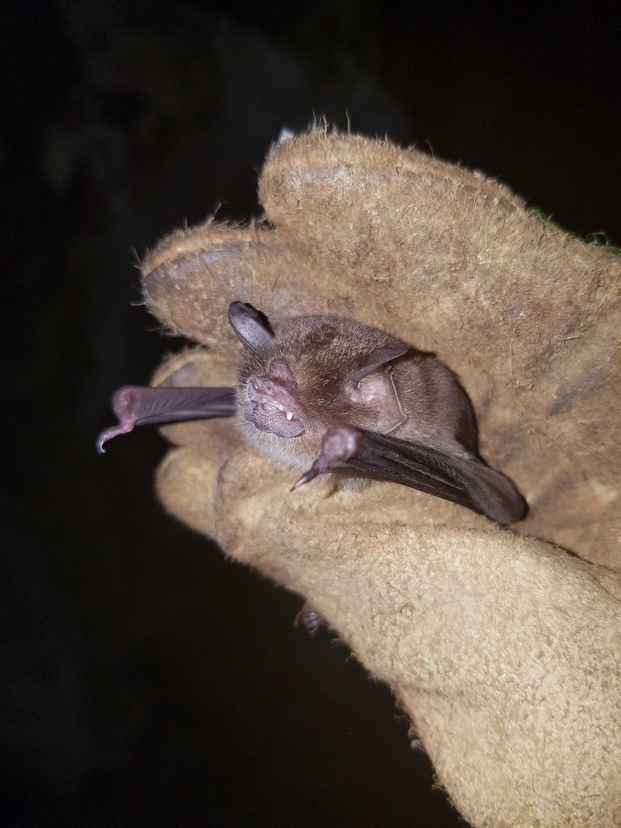 aigverte's tweet image. Our last night brought us to cave with Pteronotus parnellii! These #bats have a constant frequency (hypothetized optimized) #echolocation: they compensate for the Doppler shift when approaching their insect target. We try to understand how it evolved! @Sears_Lab with @LabDavalos