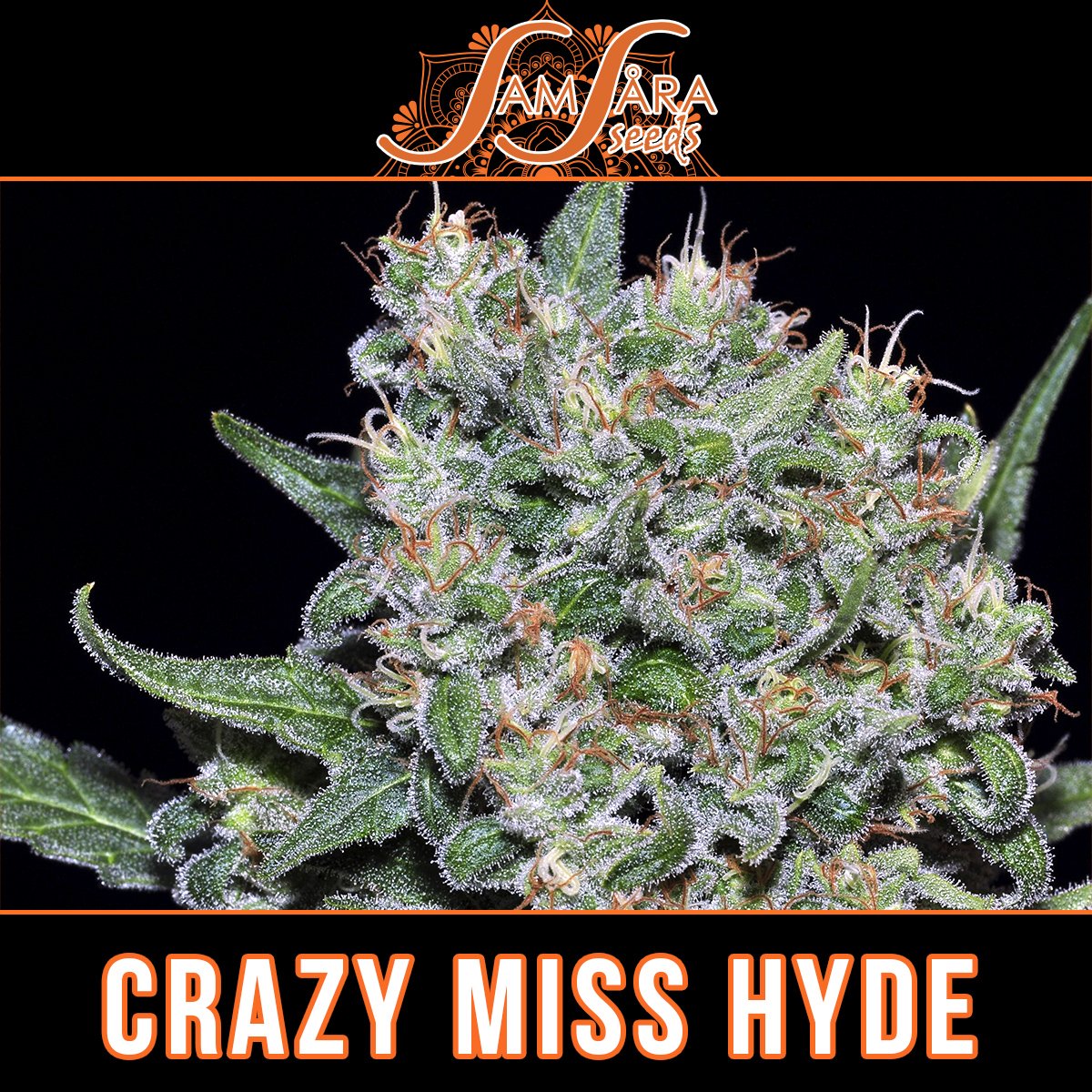 Our beloved #CrazyMisHyde 💨🌱🧡🌄 #SamsaraSeeds #TheMysticSeeds #CannabisStrains #CannabisSeeds #indica #indicastrain #cannabisindica