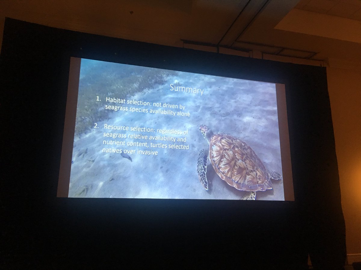 heithauslab's tweet photo. Heithaus Lab recent graduate Dr. @BethWhitmanFIU and current PhD student @liberty_boyd presented their research yesterday at the International Sea Turtle Symposium! Congratulations to our turtle crew! 🐢#ISTS39_Charleston #seaturtle #fiucase #fiu https://t.co/CXzcR1TLFc