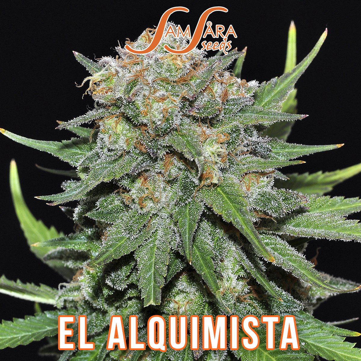 #ElAlquimista 🌱🌿#SamsaraSeeds #TheMysticSeeds 🌱🧡🌄 #SamsaraSeeds #TheMysticSeeds#CannabisStrains #CannabisSeeds #indica#indicastrain #cannabisindica #weedstagram#weedporn #weedplant