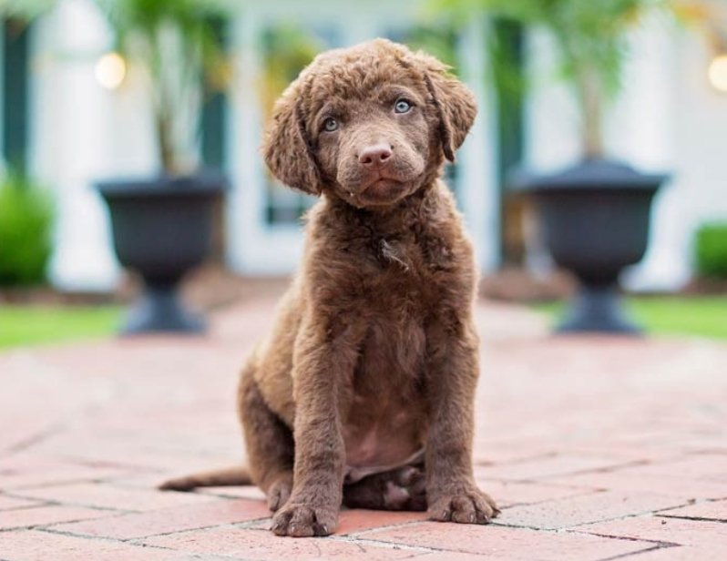 tally_0n's tweet photo. #CorrectionsCorner: UMBC's mascot is actually a Chesapeake Bay Retriever, not a Golden Retriever. All other facts about True Grit that were listed in the Baltimore live show were accurate. Exhibits of Chesapeake Bay Retrievers below. #MFM #SSDGM @MyFavMurder @KarenKilgariff https://t.co/Zh0cpPsd74