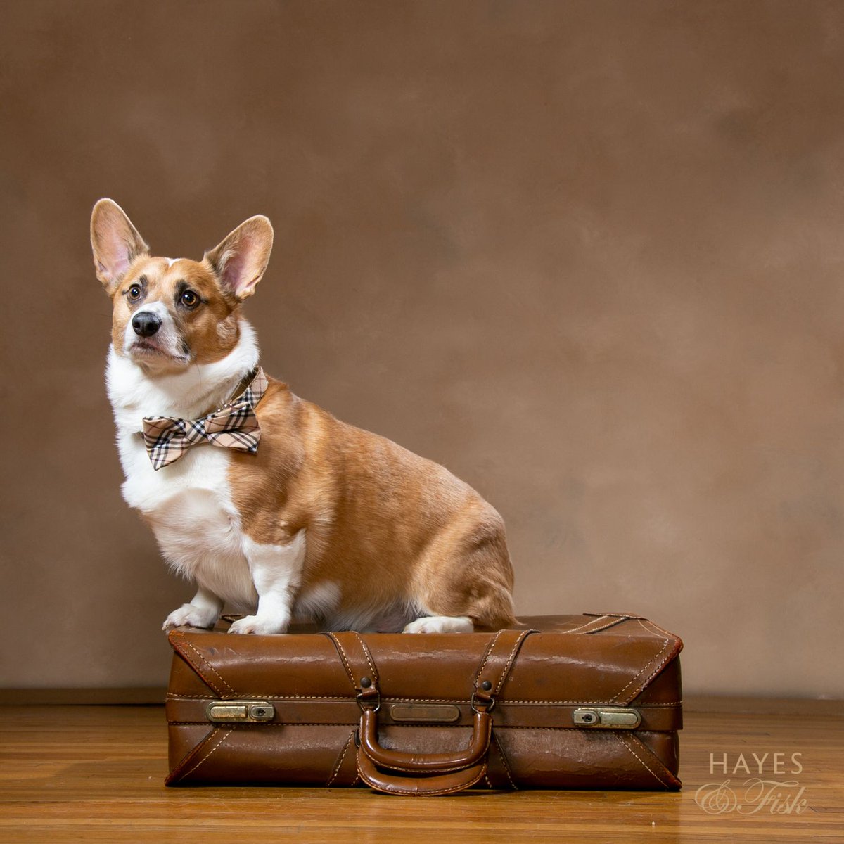 hayesandfisk's tweet photo. Don't forget to book your #tailsofRVA session today! For each session we will donate $100 to benefit #FetchaCure.
Email mary@hayesandfisk.com or call 804-740-9307 πΎ https://t.co/RYAPLAqGXk