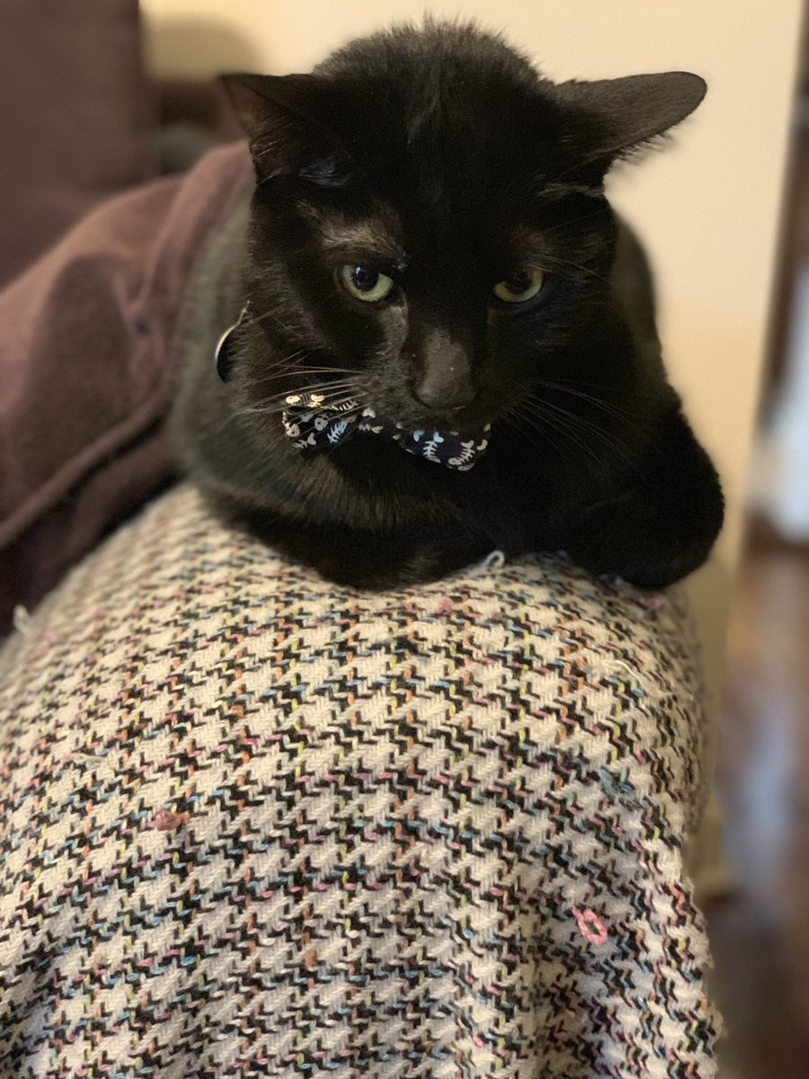 Julie Huffman (@jules_ihx) on Twitter photo Marty McFly greeted us in the home today 🏡 We meet so many awesome people and pets in IHX! #IHXEASTELITE #IHXHuffNPuff #IHXHeartlandstates <a href="/IHXpets/">Pets of IHX</a> Marty McFly greeted us in the home today 🏡 We meet so many awesome people and pets in IHX! #IHXEASTELITE #IHXHuffNPuff #IHXHeartlandstates <a href="/IHXpets/">Pets of IHX</a>