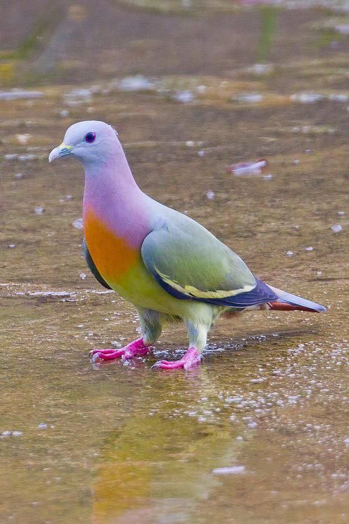 XopherKyle's tweet photo. @LindaKWS1 @ShazinOr @Texas_Dexter This is pink neck green pigeons in southeast Asia in Vietnam. https://t.co/eiTZBJQ3iO