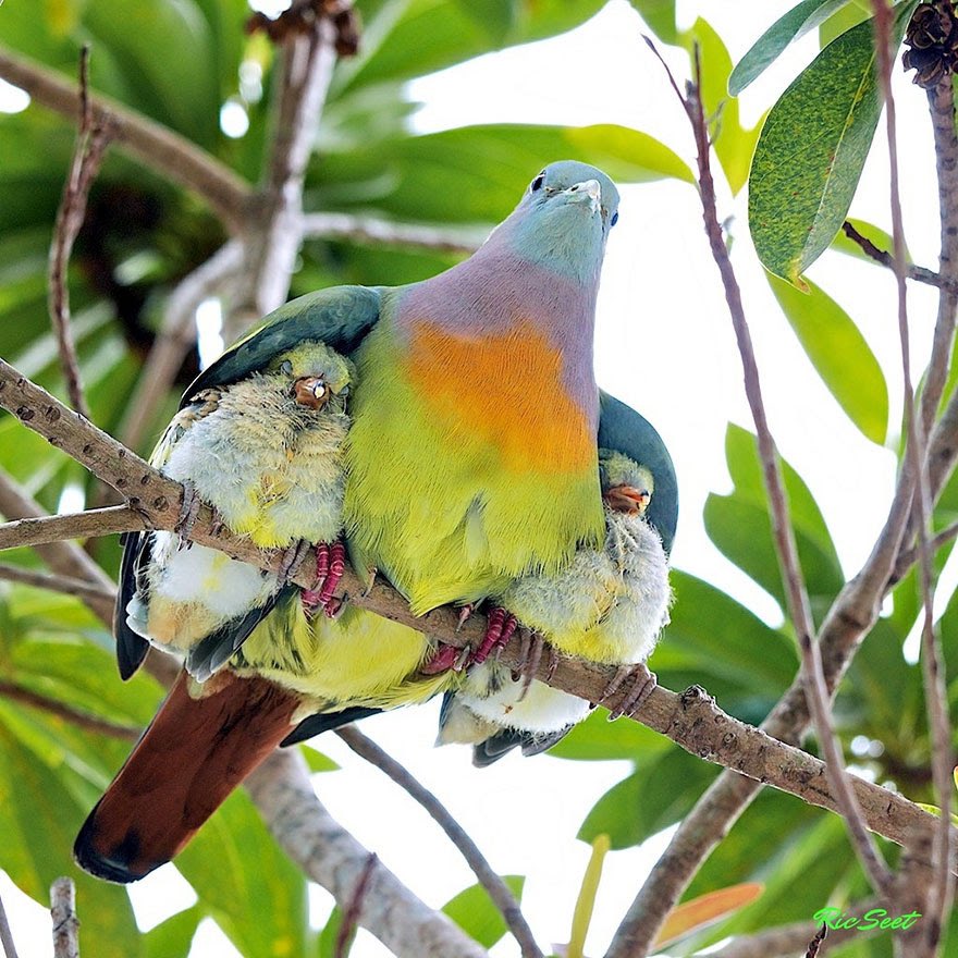 XopherKyle's tweet photo. @LindaKWS1 @ShazinOr @Texas_Dexter This is pink neck green pigeons in southeast Asia in Vietnam. https://t.co/eiTZBJQ3iO