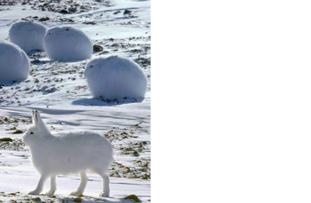 La_BioSenda's tweet photo. How would Lamarck explain the white fur of Arctic hares? And Darwin? Comment below!! #review #Sendaevolution https://t.co/QxqlszsGSq
