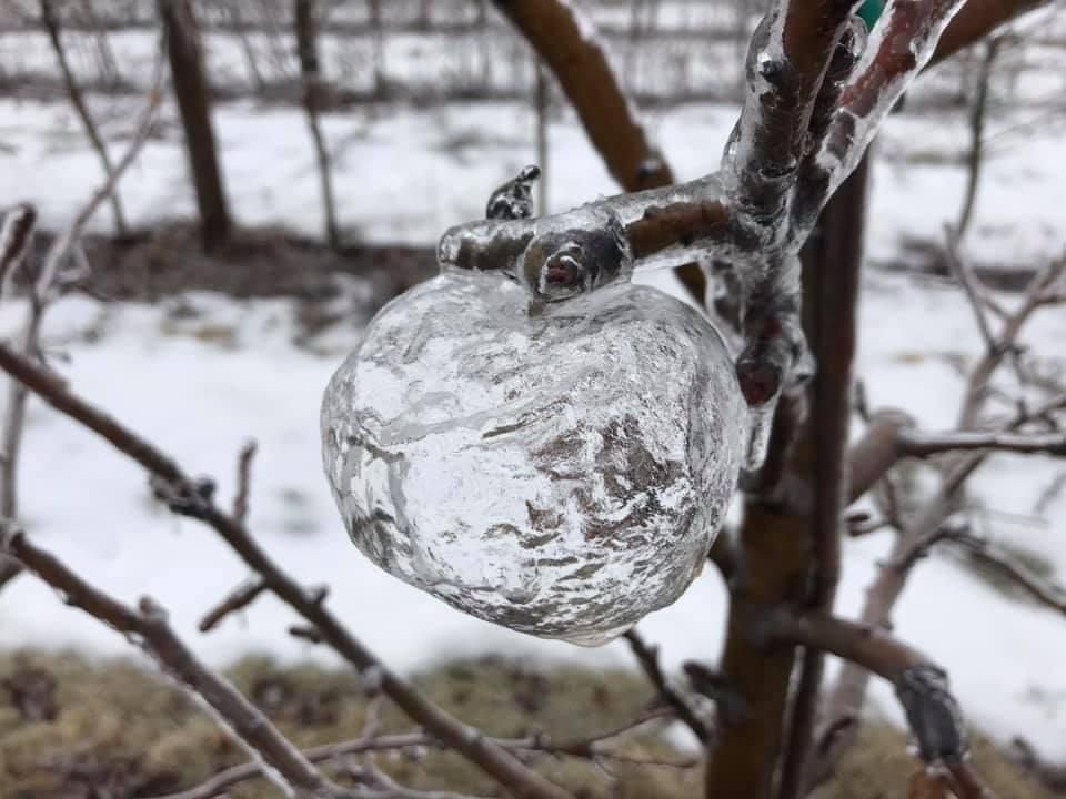 WhdWssw's tweet photo. پدیده #ghostapple یا سیبهای نامرئی
یکی از کاربران فیسبوک از #میشیگان این تصاویر را منتشر کرده است https://t.co/fkGMSdOBYB