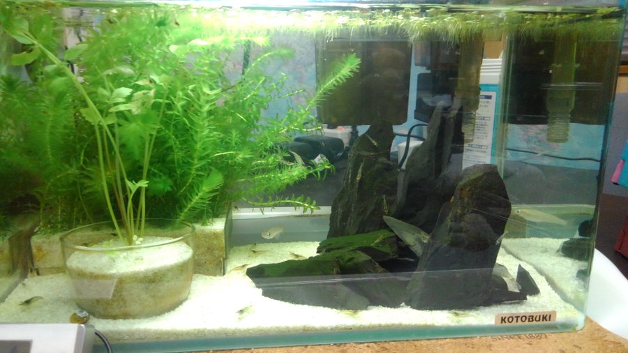 メダカ水槽のレイアウトを簡単おしゃれに 初心者でもできるテク 讃岐うどんを食べつくす 香川県民つばきのブログ
