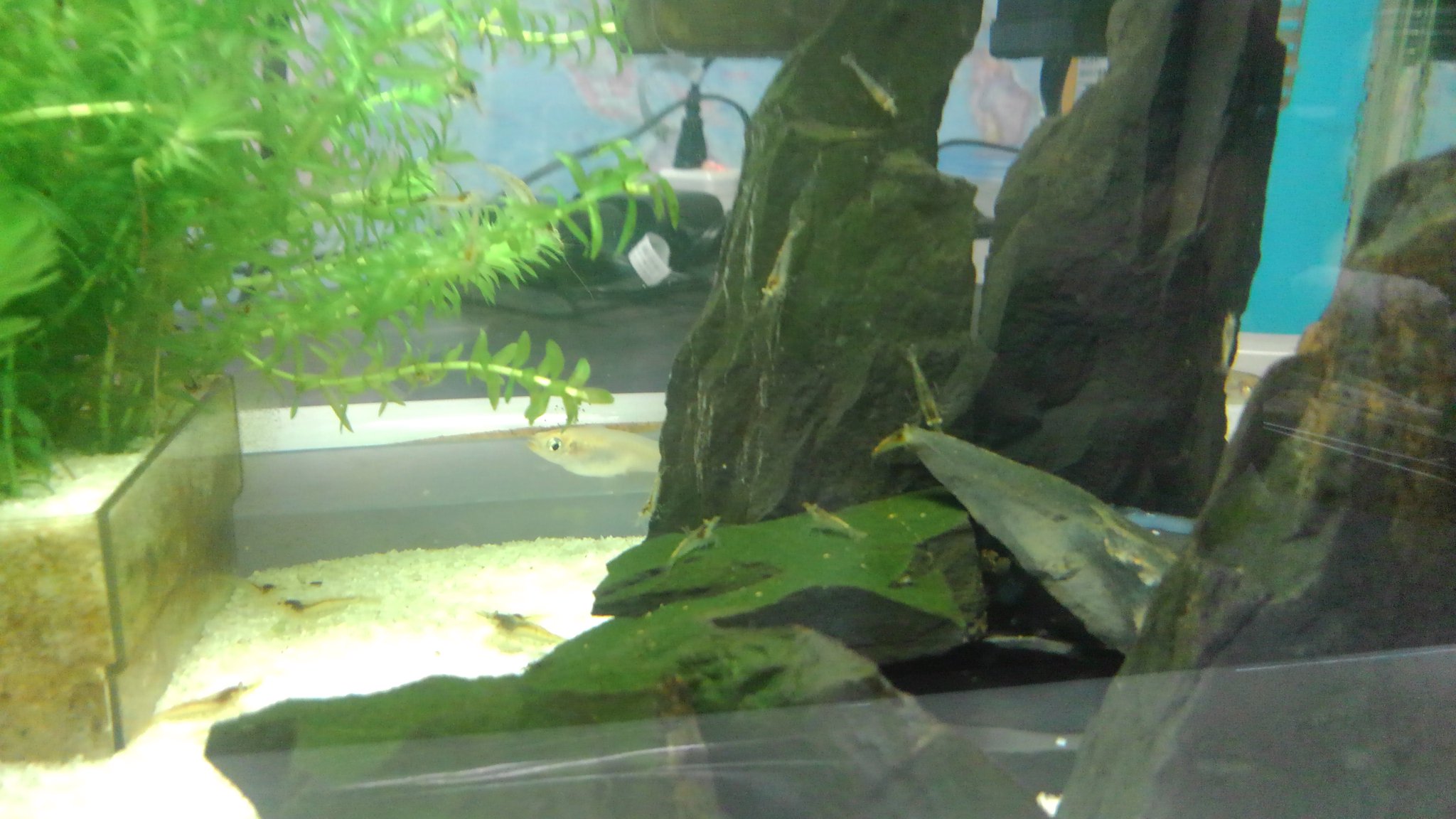 Tt Twitterren とりあえず こんな感じ 水槽は35cm メダカ マドジョウ スジエビ ミナミヌマエビ が入ってます 底床材は100均で買ったカラーサンド 水草植えてるグラスとプラケースも100均製 生体と石は自然採取 ミツバみたいな水草の名前