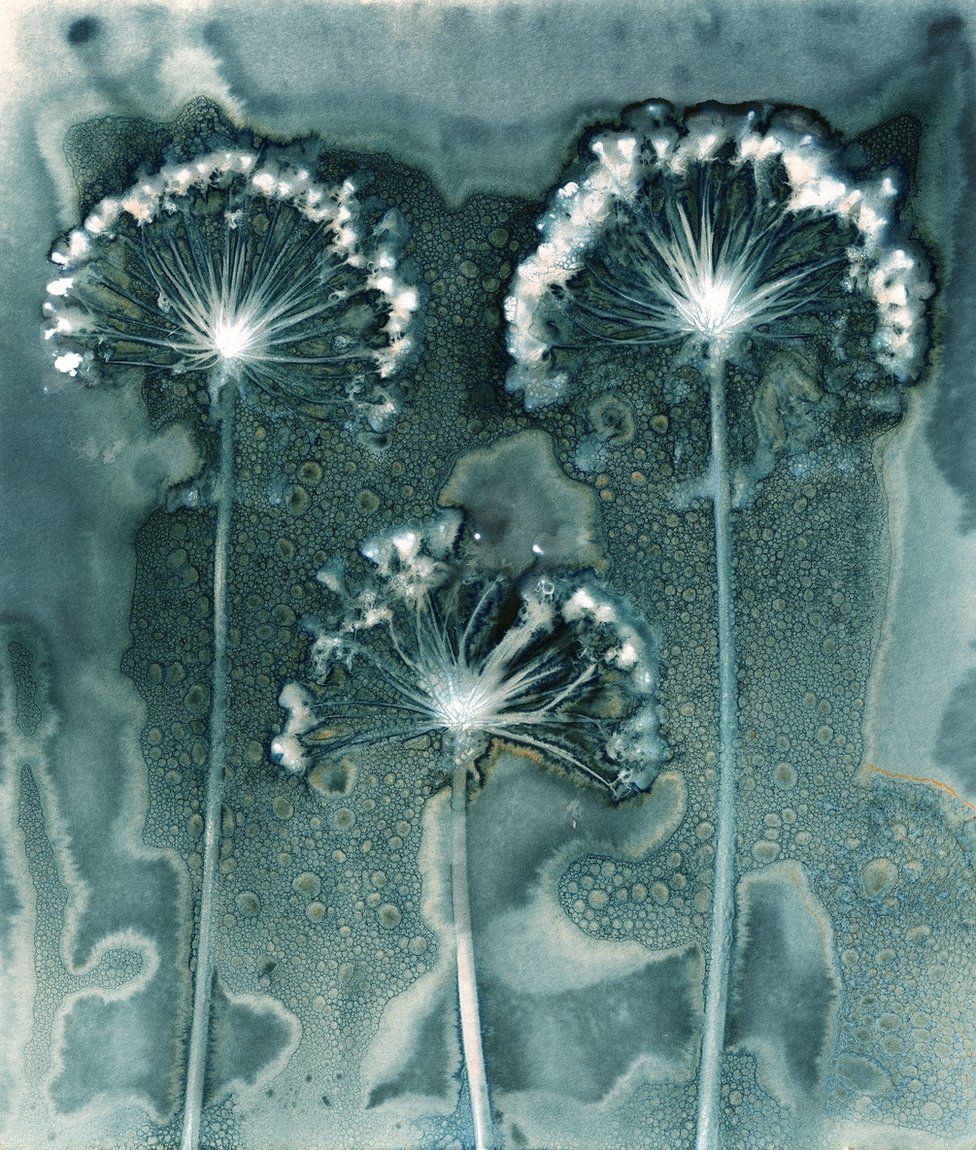 The results are in for the  
2019 International Garden Photographer of the Year Competition. 

Take a look at the winners here- bbc.co.uk/news/in-pictur…

#Garden #Photography #Competition #PLANTIT #BBC #Gardener #GardenPhotography