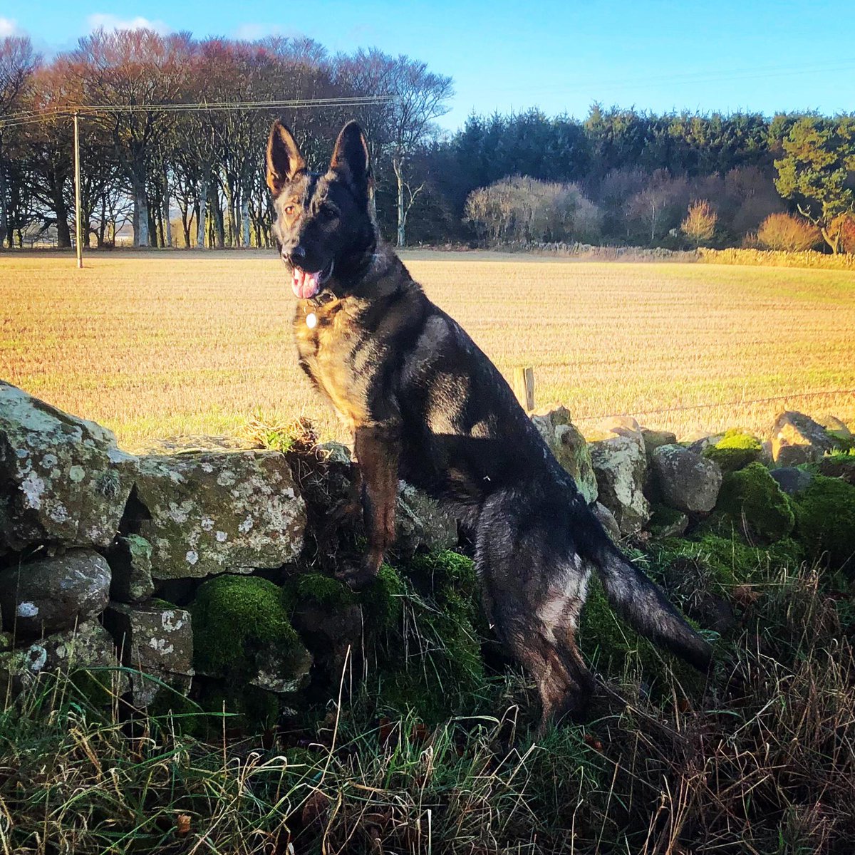 PSOSDogs's tweet image. Last week a man allegedly was in a pub high on drink/drugs and was smashing the place up and assaulting patrons. PD Ava arrived at scene, contained him and gained control of the situation until back up arrived. One man arrested. 
#PDAva #TopEffort 🐾🐶