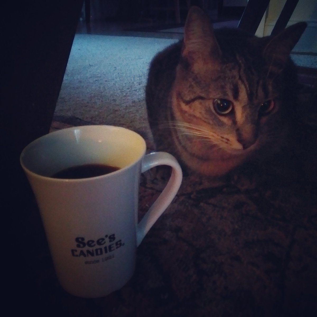Howard_Coffee's tweet photo. Today's #coffee: Burundi Bukeye Muramvya Buhorwa. Slick, clean, autotuned. #Coffeebeans for sale at @bowerybagels while they last! #HowardCoffee #pdxcoffee #microroastery #PDX
Today's cup: @seescandies #candy #chocolate
Today's #cat: #CaptainJackHarkness #cats #CatsOfTwitter https://t.co/2wqNhTvatc
