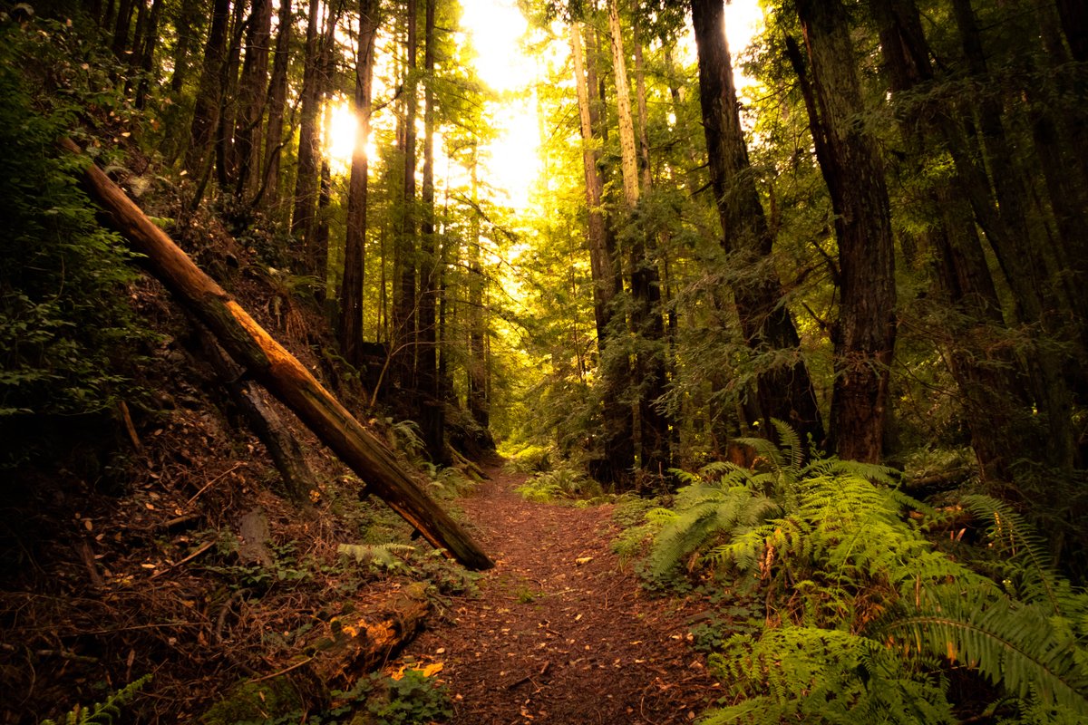 Get yourself a spot at the starting line for Whistle Punk - The Deuce. #halfmarathon or #marathon in the #redwoods and #trails of <a href="/mrosd/">MROSD</a> Purisima Creek 🌲 Race day is Feb 17 👉 ultrasignup.com/register.aspx?…