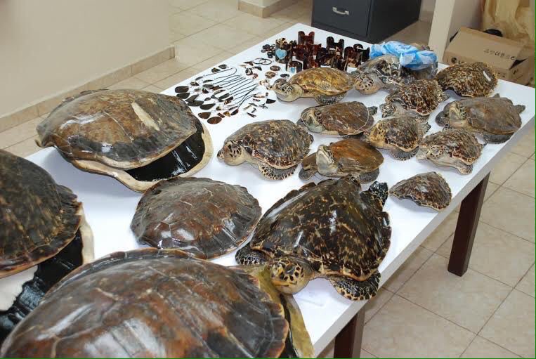 tortuguias's tweet photo. A pesar de los depredadores de las tortugas marinas en su ambiente natural, las acciones de los humanos son las que conducen a su desaparición total, Jamás compres ni consumas productos derivados de Tortugas, 📞llama al @311 y denuncia. https://t.co/jctObs9GL7
