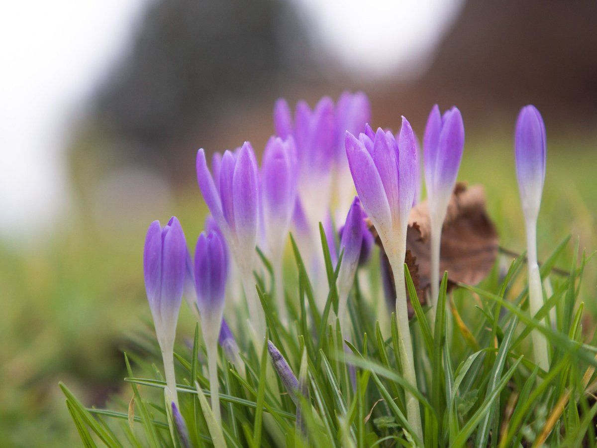 Hey folks! Spring must be on the way! I found these lovely crocuses at St Peter St Paul today. Not much sun, but it peeked out just a little!