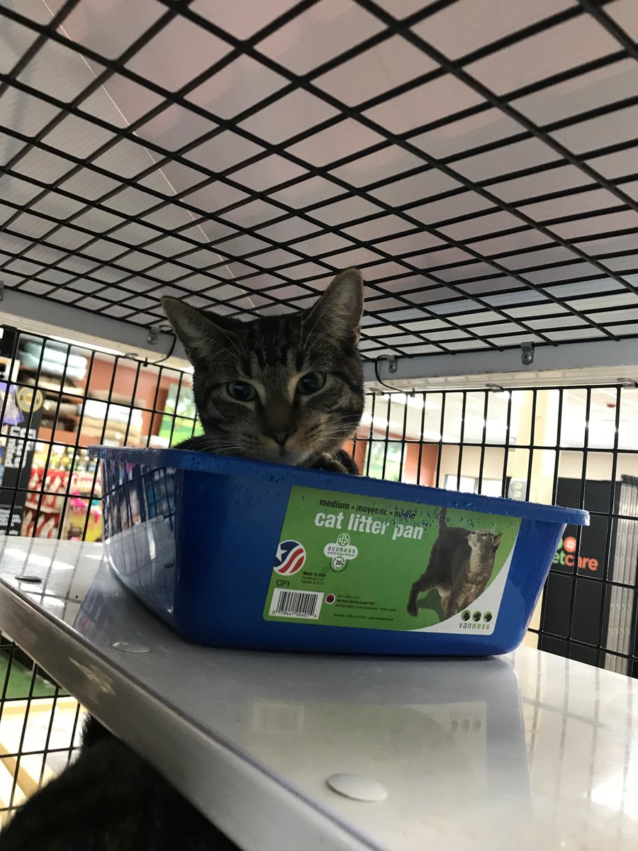 pet supermarket cats