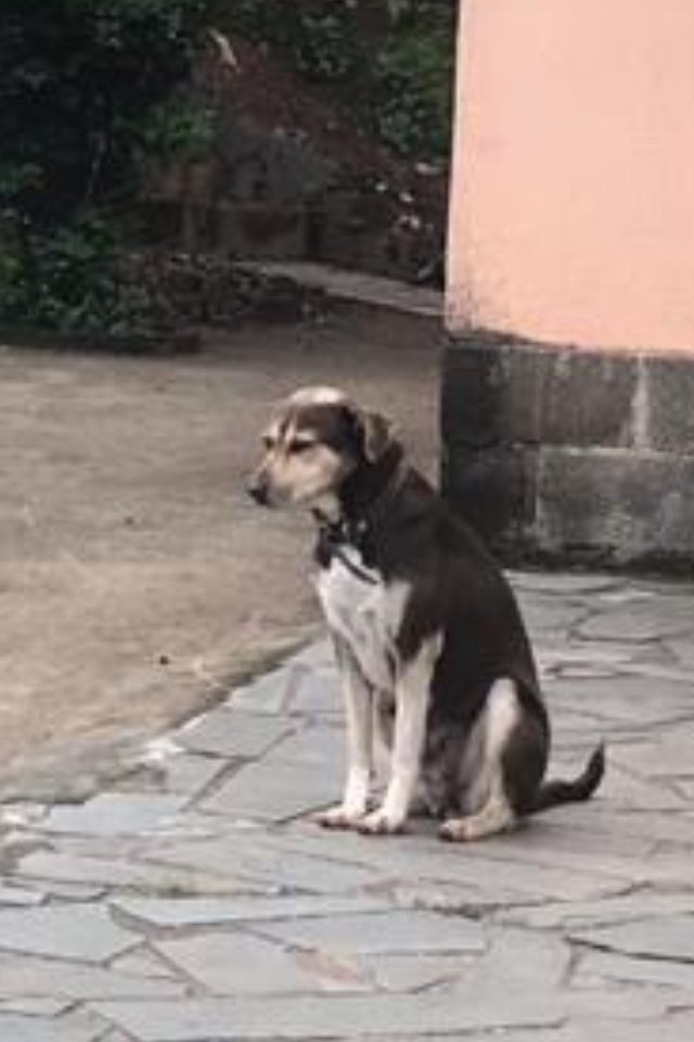 Gabriela_Fariia's tweet photo. meus cachorros tentam fugir sempre que abrimos o portão da garagem e a gente sempre cerca e não deixa. Hoje, quando minha mãe tava saindo com o carro e viu eles prontos pra fugir, deu um berro assim "QUEM SAIR EU VOU REGAÇAAAR". 
deixo aqui a reação deles pra vcs https://t.co/AIN2lZQWkc
