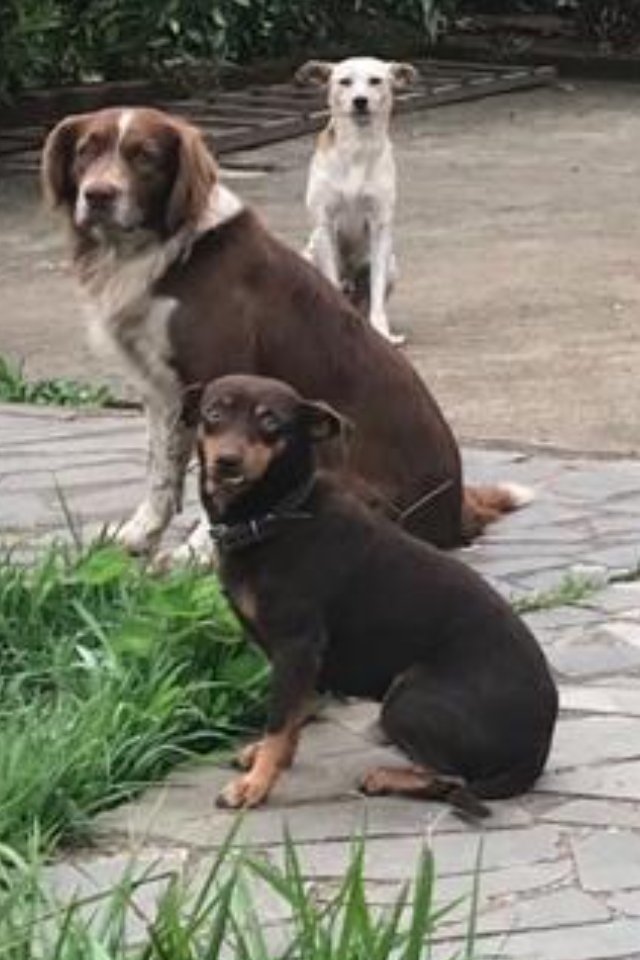 Gabriela_Fariia's tweet photo. meus cachorros tentam fugir sempre que abrimos o portão da garagem e a gente sempre cerca e não deixa. Hoje, quando minha mãe tava saindo com o carro e viu eles prontos pra fugir, deu um berro assim "QUEM SAIR EU VOU REGAÇAAAR". 
deixo aqui a reação deles pra vcs https://t.co/AIN2lZQWkc