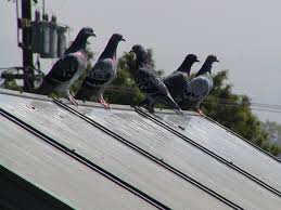 Very Bad for Solar Panels – Pigeon Guano, can also damage the solar panels and components. It can also massively decrease the solar power generated.
We at Pest Pro specialise in bird proofing your roof especially from pigeons.

pestprouk.co.uk