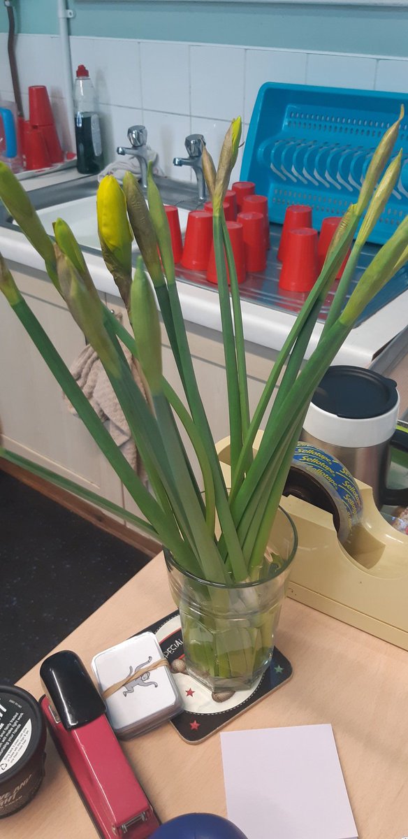 EhuLucyEubank's tweet image. Halving daffodils and halving + quartering chocolate eggs. Fractions, some got it and some are still getting there but they all tried their absolute best and all were fully engaged in the lesson. That&apos;s all I could have hoped for. #teachingfractions #primarymaths