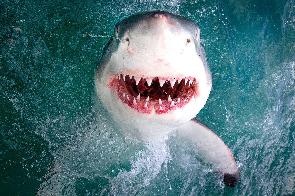 New York Post On Twitter Smiling Great White Shark Flashes Teeth Inches From Camera Https T Co U2qeslxtyl