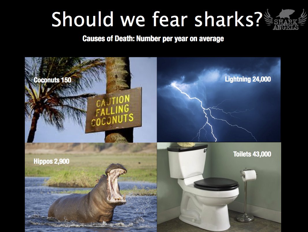Shark Angels tweet media