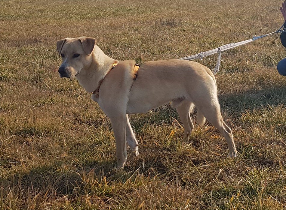 LAPO simil labrador tomejerry.org/lapo-simil-lab…