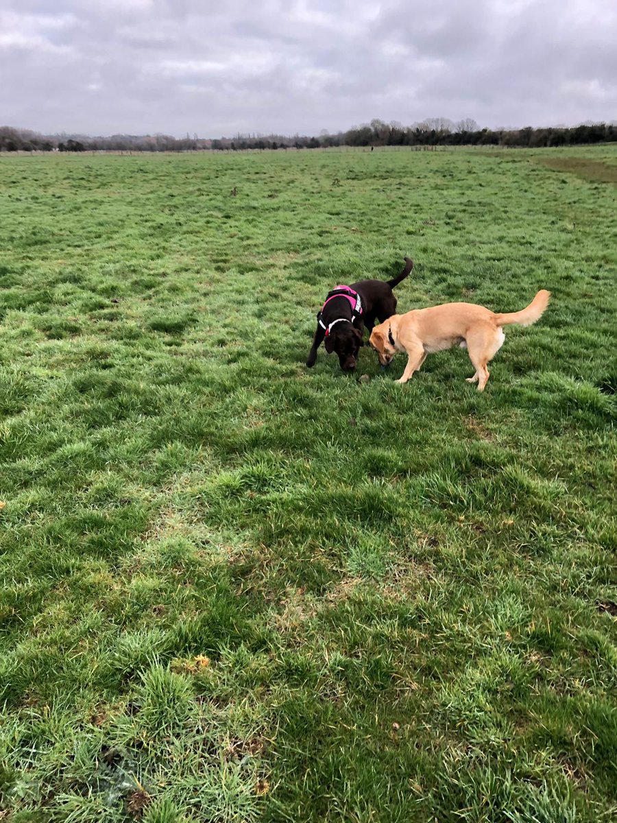 SitandstayMK's tweet photo. Our #PoochOfTheWeek is Bella the #ChocolateLab Cross!😍
Bella has such a loveable nature &amp; is always excited to see me! She loves hunting out fox poo &amp; finding tennis balls with Reggie! 🙈 She also loves to chase squirrels!!
Bella thinks she is a lap dog but she’s really not! 🤣 https://t.co/YNmDymwx9u