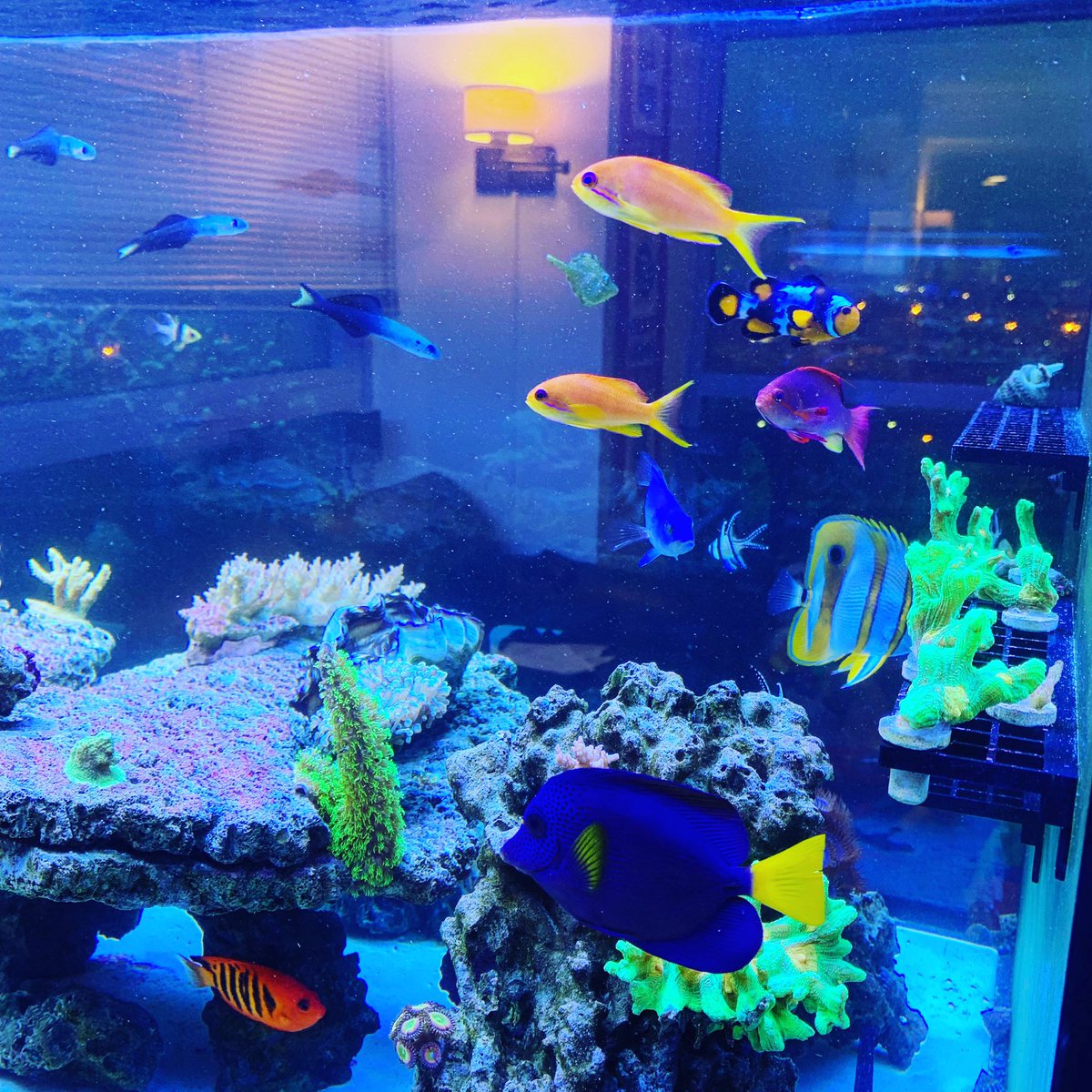 PuffDaddyReef's tweet photo. My fish tank!
#Aquarium
#saltwater #reef #coral #fishtank
Shout out to
@The_Reef_Noob @LegendAquatics @BudmansCorals @ReefProShop @Neptunesdomain @raymetzaquatics @ReefMonstersAZ @coralfrags @MileHighReef @drtimsaquatics @4fishies_com @reeferslife @Fishbabydotcom @BulkReefSupply https://t.co/5vrZvt4yPu