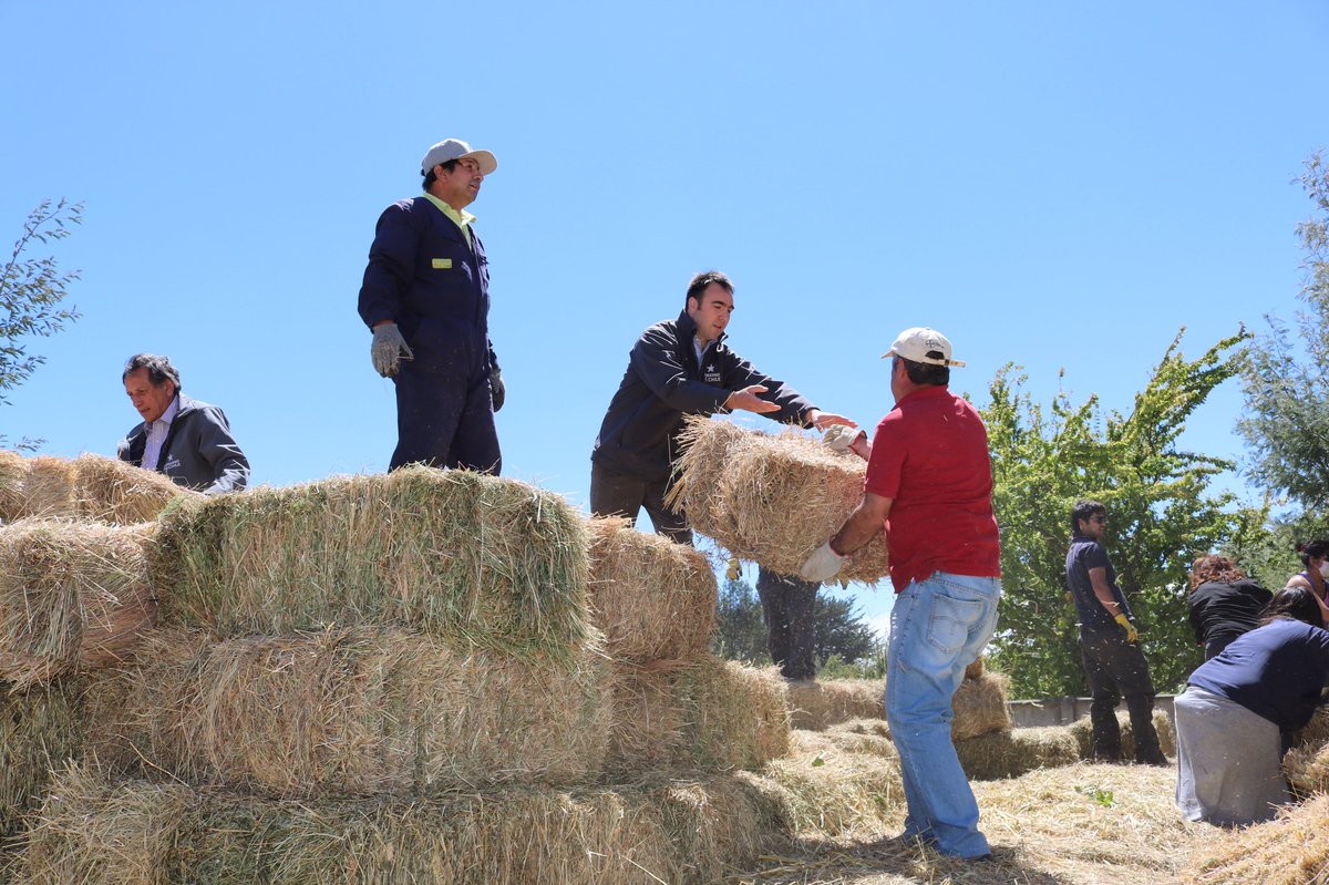 MinagriAraucan's tweet photo. Seremis de Agricultura, Economía y Hacienda de La #Araucanía, entregan a municipalidad de #Cholchol, más de 500 fardos para agricultores afectados por los incendios forestales, gracias al apoyo de empresas privadas vinculadas al agro. #GobiernoEnTerreno https://t.co/goZWt5tGvX