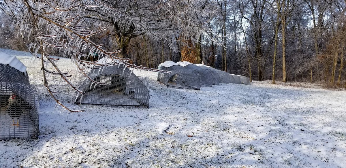 PinnonHatch's tweet photo. Ice Storm 2019 at Pinnon Hatch Farms
#PinnonHatchFarms #PinnonHatch #PoultryNetting #poultryfarm #backyardpoultry #urbanfarming https://t.co/HmJMMpfCEH