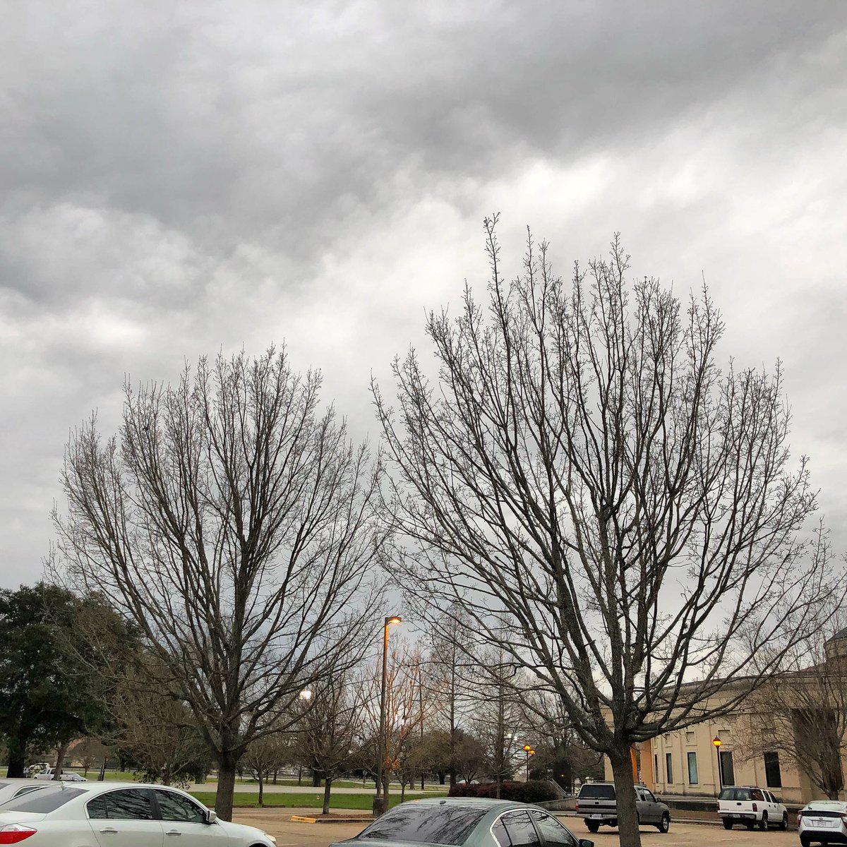 #tree #noleaves #treenoleaves #cloud