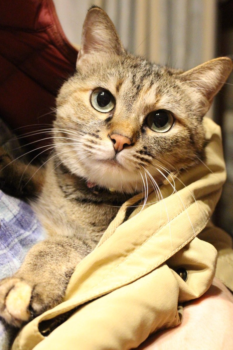 お疲れ様です 猫どうぞ グラブル メンテ延長が 猫祭り になったワケ 岡田有花 個人 Yahoo ニュース