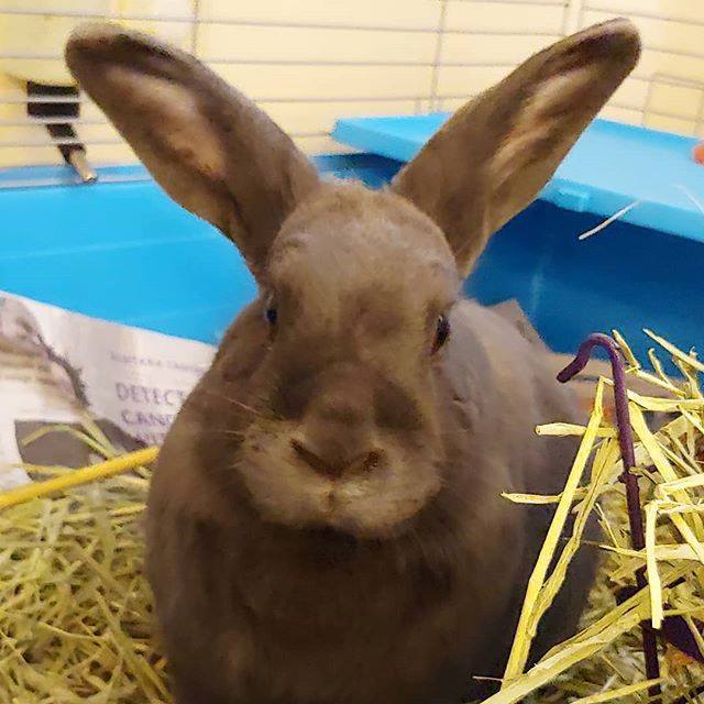 Amysoccasions's tweet photo. So we adopted this girl today! Her name is Ashley and she came from @hutchthebunny that rescued her from a very sad situation. She's settling in well tonight and our daughter is in HEAVEN! ❤❤❤ ... #adoptdontshop #rabbitsofinstagram #bunnylover #rabbi… https://t.co/4u0mrfZ4od https://t.co/YtcV9IKzL3