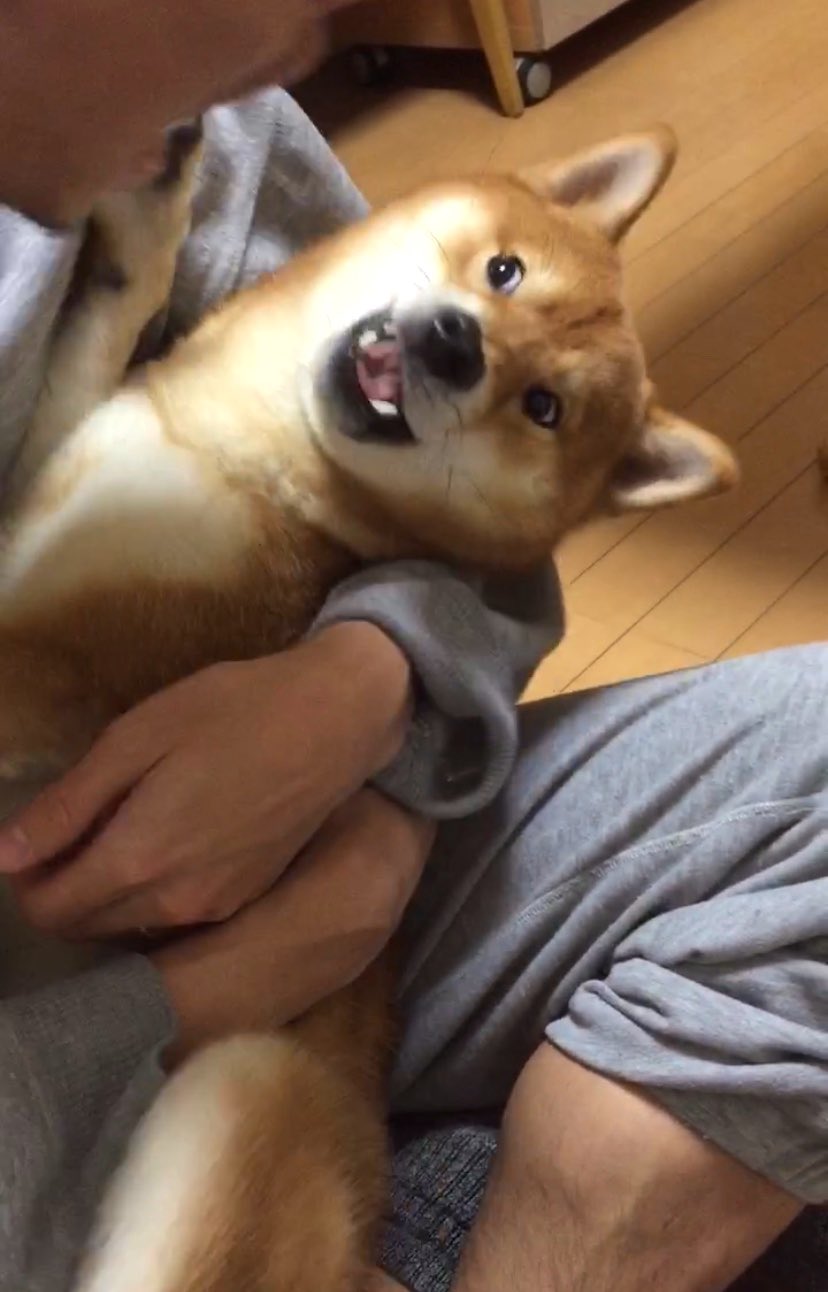 こたろうくん على تويتر 旦那にしつこく抱っこされてキレる犬 こたろうくん على تويتر 旦那にしつこく抱っこされてキレる犬