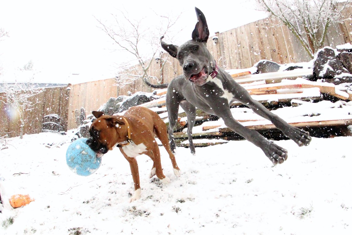 Photog_Jim_KOMO's tweet photo. For anyone not finding reasons to smile in this #SeattleSnowpocalypse, I'll give you a Cody (Boxer) and Athena (Great Dane) showing how to truly enjoy a snow day. #K5Winter #wasnow https://t.co/zKN4PTfmcx