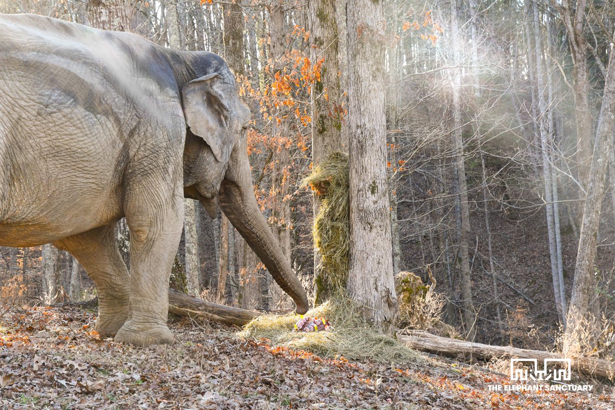 ElephantsTN tweet picture