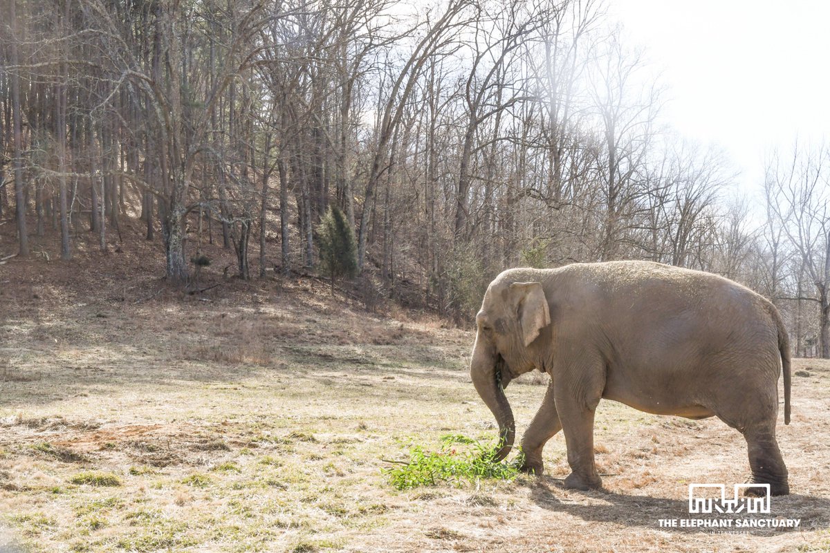 ElephantsTN tweet picture