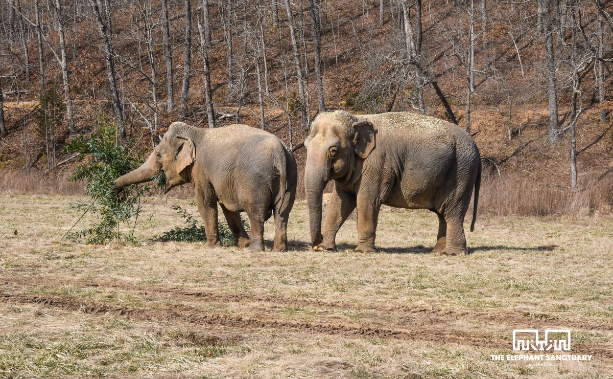 ElephantsTN tweet picture
